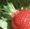 Brunner-Beeren Therwil, Familienbetrieb