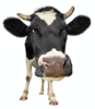 Logo_ersatz_kuh_-fp-1777698037